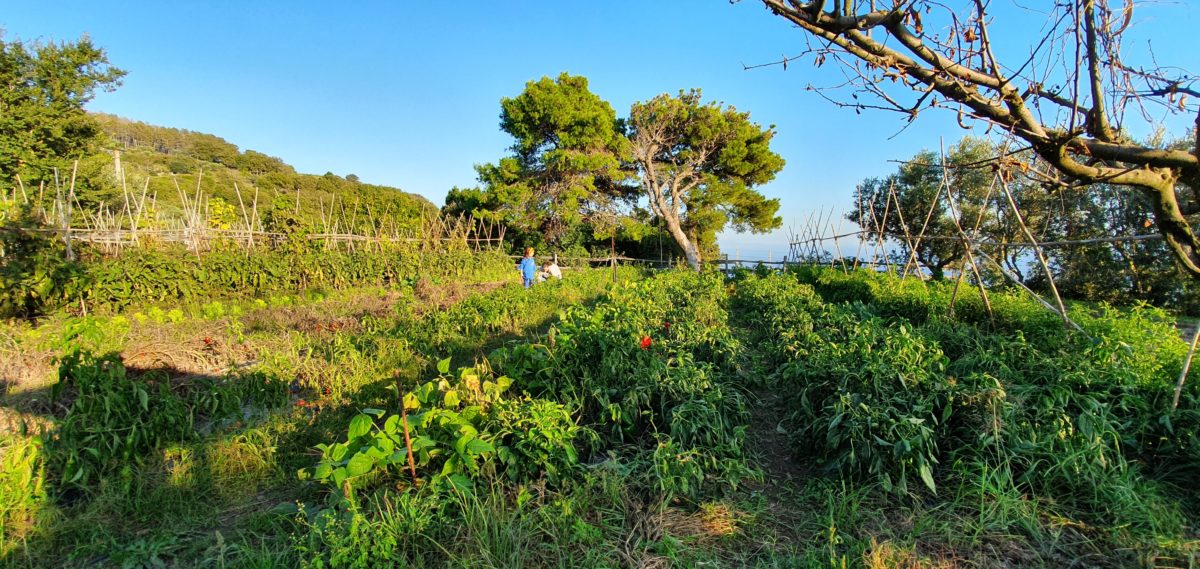 Gli Orti di Terranova Sulle Colline di Sorrento