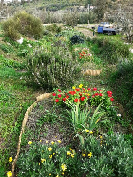 Fiori eduli commestibili erbe aromatiche - Fattoria delle Erbe